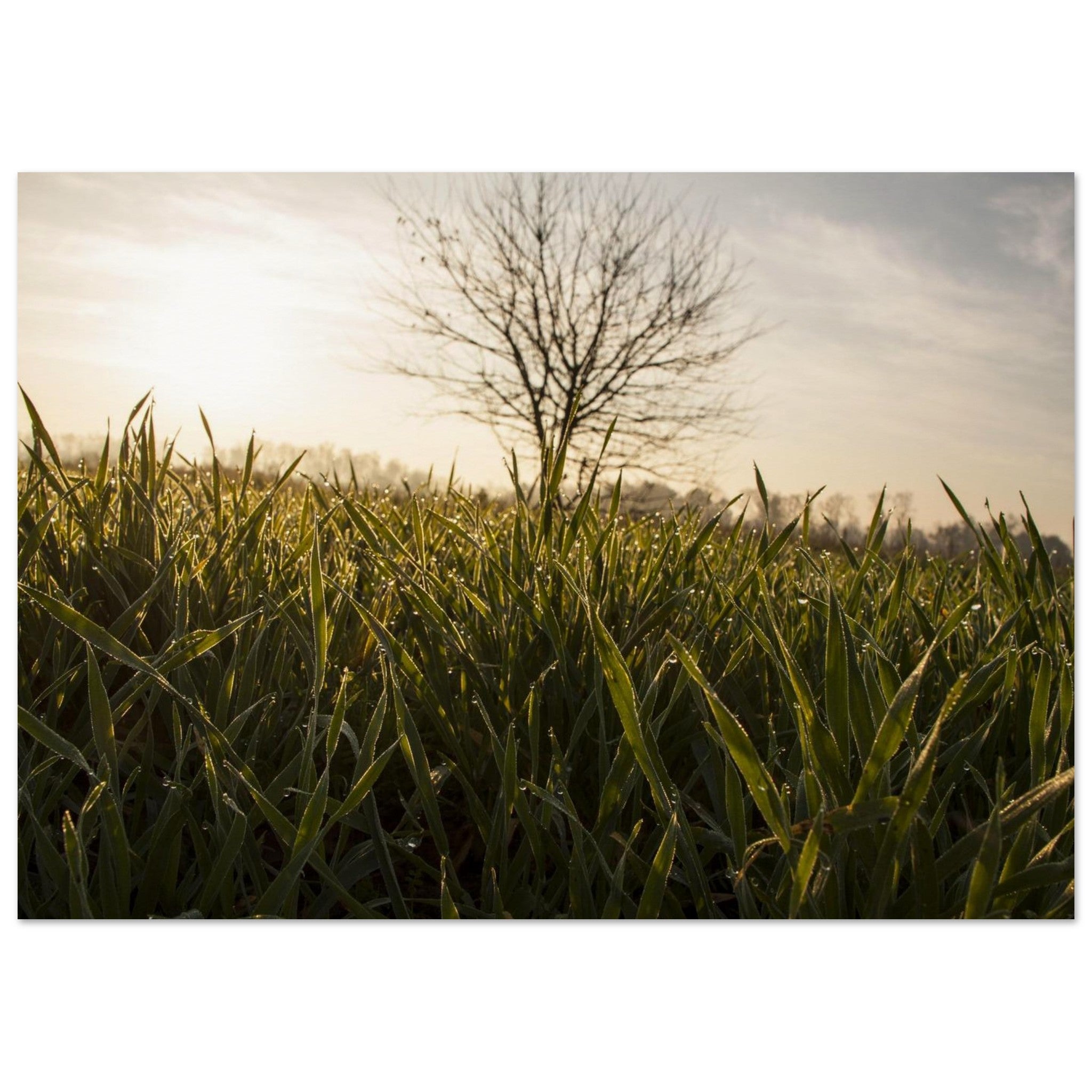 Dewlit Field Morning — Nature Fine Art Poster | BETVA Wall Art
