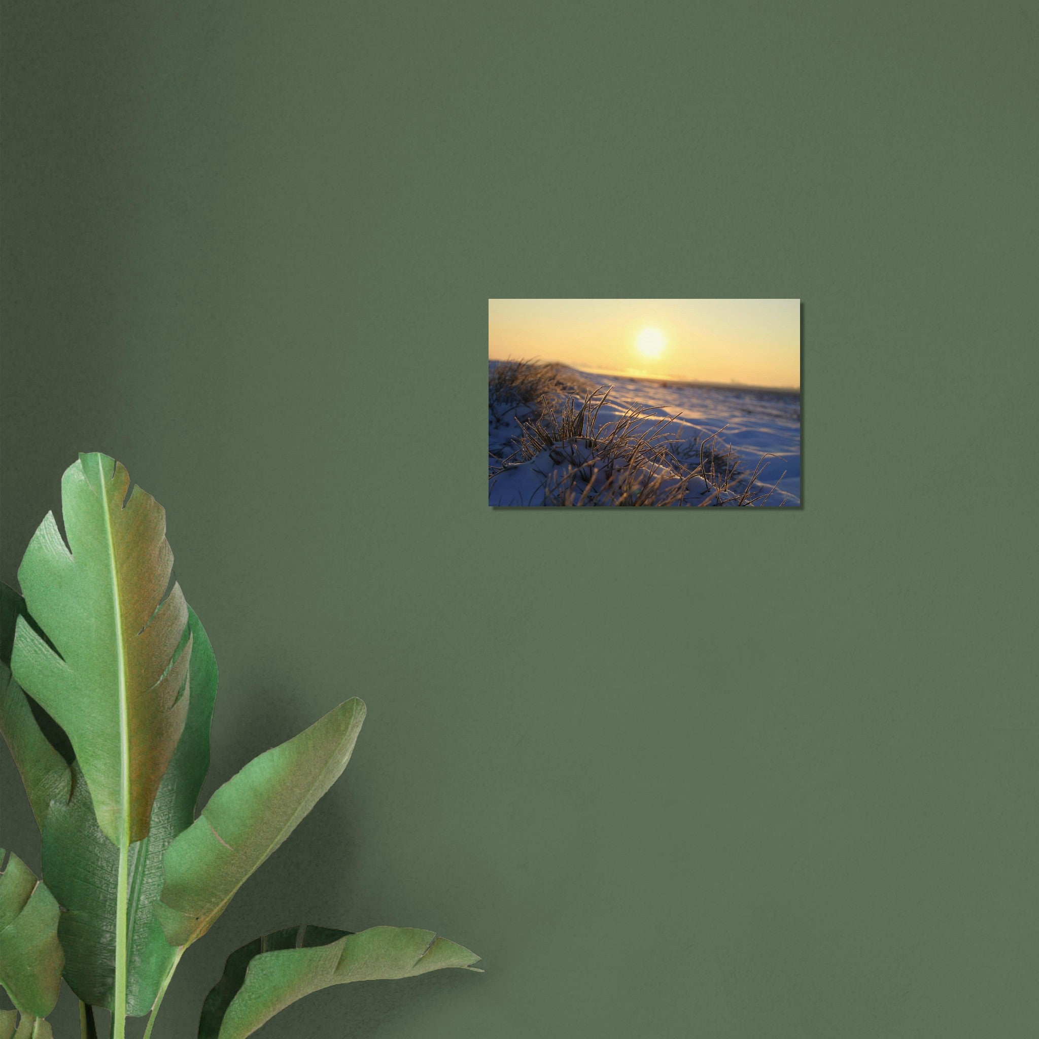 Frosted grass blades glowing in low golden sunlight during a cold morning in Prekmurje, Slovenia — BETVA fine art nature poster