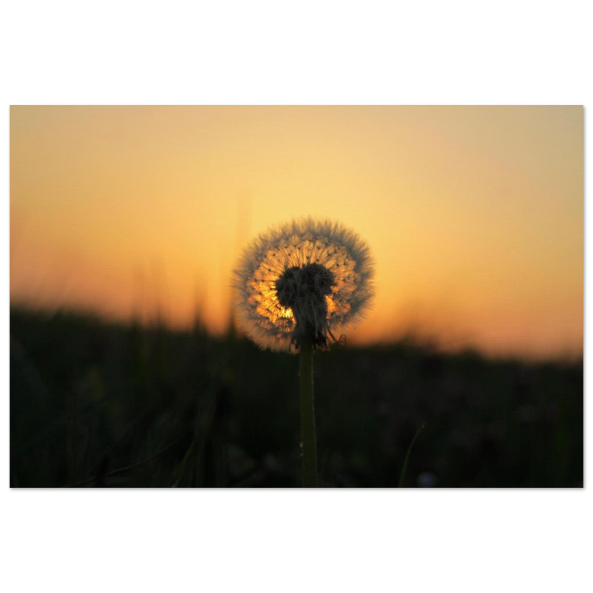 One Wish at Sundown — Nature Fine Art Poster | BETVA Wall Art