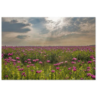Wide field of pink oil poppies stretching to the horizon under dramatic sky with sun rays in Prekmurje — BETVA fine art nature poster