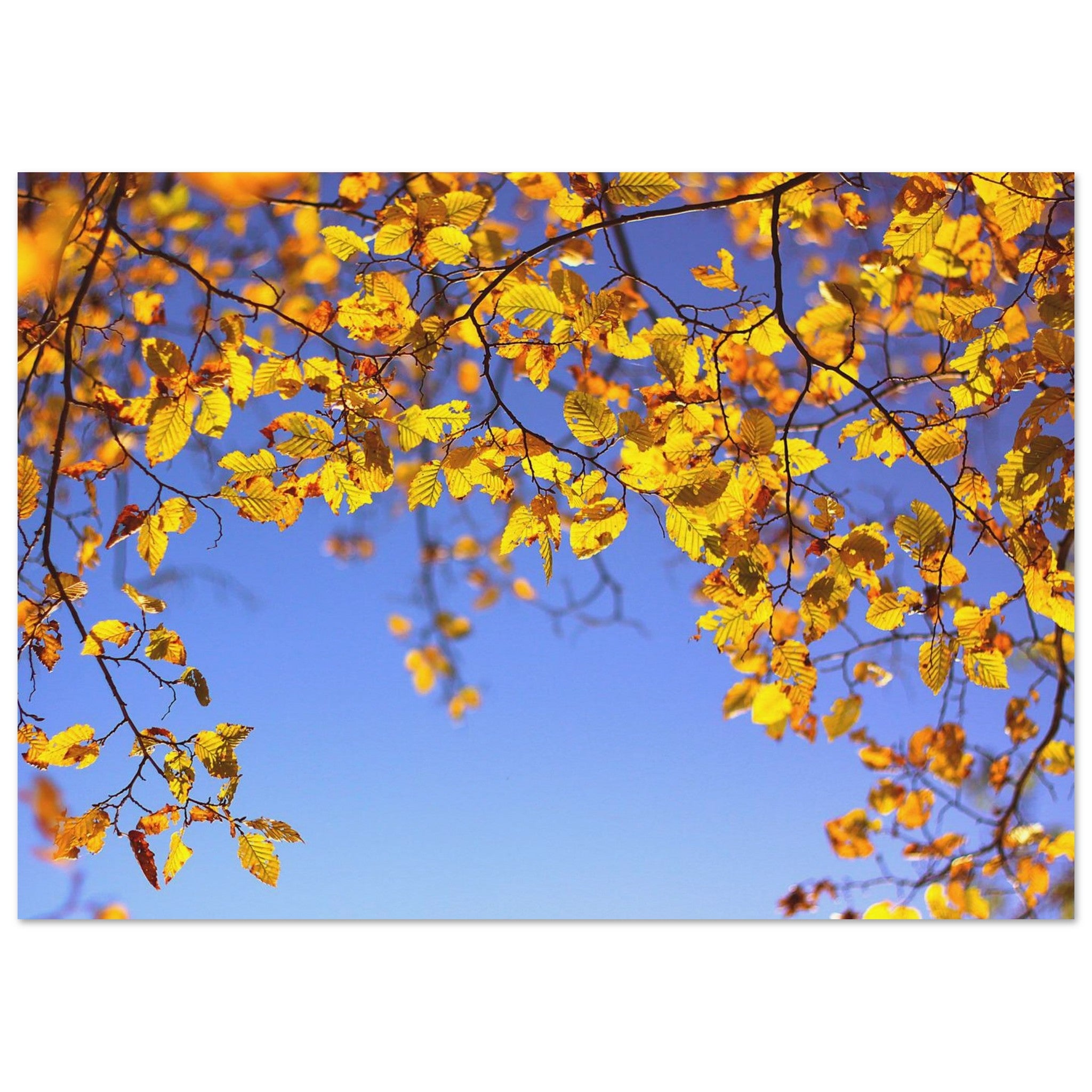 Autumn Sparks in Blue Sky — Nature Fine Art Poster | BETVA Wall Art
