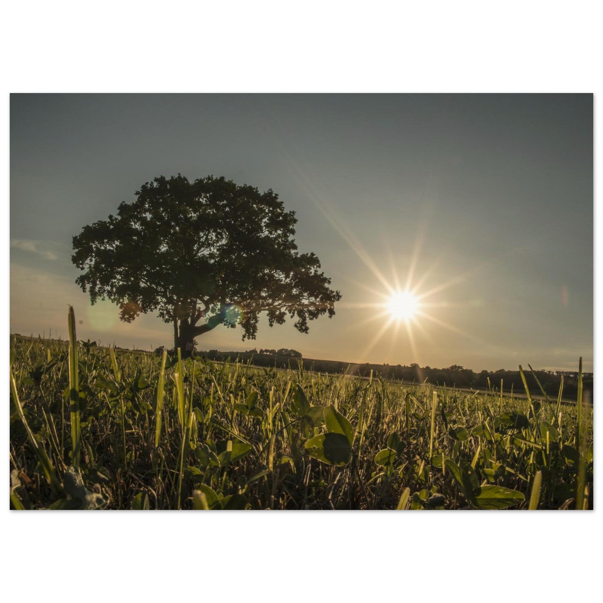 Oak Holds the Evening Sun — Nature Fine Art Poster | BETVA Wall Art