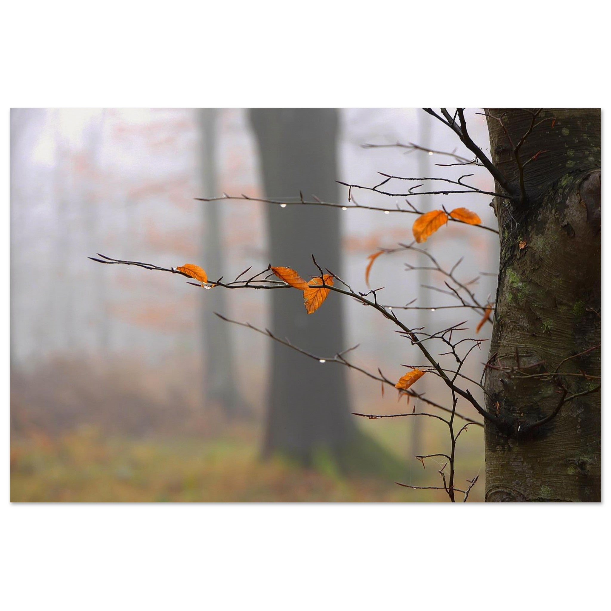 Amber Leaves Hold the Rain — Nature Fine Art Poster | BETVA Wall Art