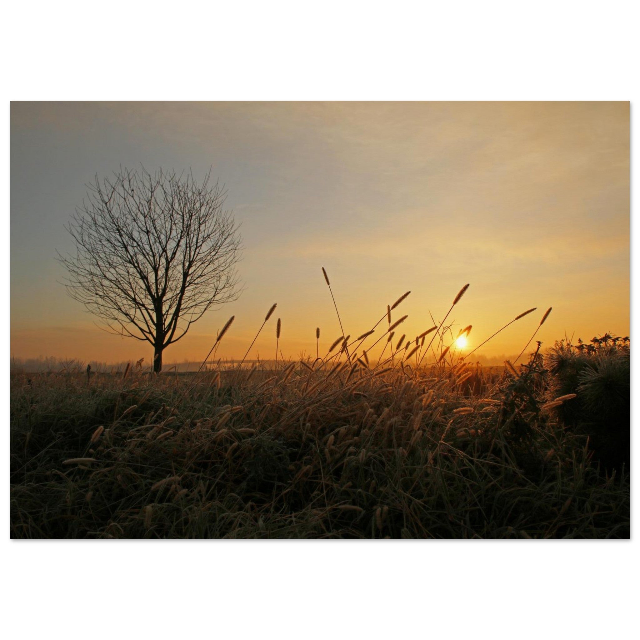 Foxtail Dawn — Nature Fine Art Poster | BETVA Wall Art